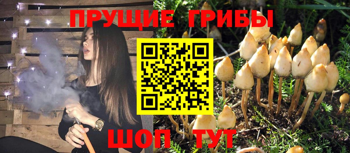 Галлюциногенные грибы Cubensis Нижний Новгород